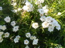 SAM_5573