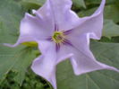 datura blue eyes