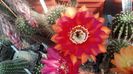 IMG_20150602_101205_398