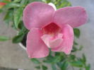 SAM_5587
