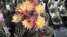 IMG_20150602_101315_932
