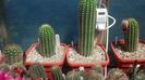 IMG_20150602_113943_926