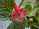 NEW 2015 - Kohleria Luci s Rouge