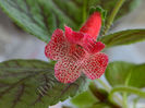 NEW 2015 - Kohleria Luci s Rouge