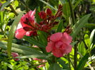 DSCN8684