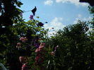 DSCN8685