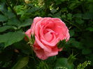 DSCN8710