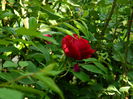 DSCN8726