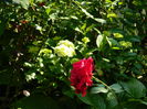 DSCN8742