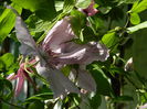 DSCN8750