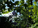 DSCN8753