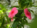 DSCN8768