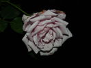 DSCN8808
