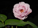 DSCN8812