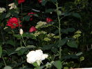 DSCN8818