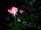 DSCN8842