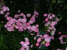 DSCN8850