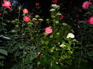 DSCN8868