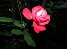 DSCN8870
