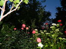 DSCN8871