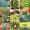 agave mix 2 lei epuizat