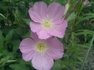 Oenothera