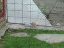DSC00420