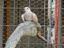 DSC00520