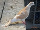 DSC09850