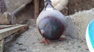 DSC07010