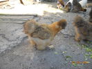 DSCN5572