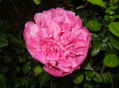 Peony. Bujor (2015, May 17)