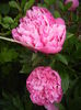 Peonies. Bujori (2015, May 17)