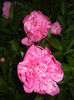 Peonies. Bujori (2015, May 17)