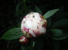 White Peony (2014, May 26)