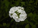 Dianthus barbatus (2015, May 20)
