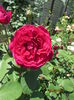 'Tess of the D'Urbervilles'