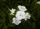Dianthus barbatus (2015, May 20)