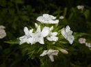 Dianthus barbatus (2015, May 20)
