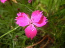 Dianthus Kahori (2015, May 20)