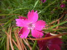 Dianthus Kahori (2015, May 20)