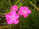 Dianthus Kahori (2015, May 20)