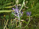 Muscari comosum (2015, May 20)