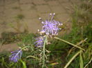 Muscari comosum (2015, May 20)