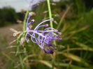 Muscari comosum (2015, May 20)