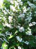 Deutzia