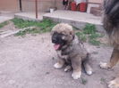 cuibul B