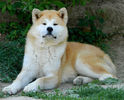 akitainu_4