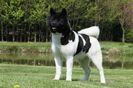 american akita