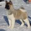 the-nicest-american-akita-dog-photo